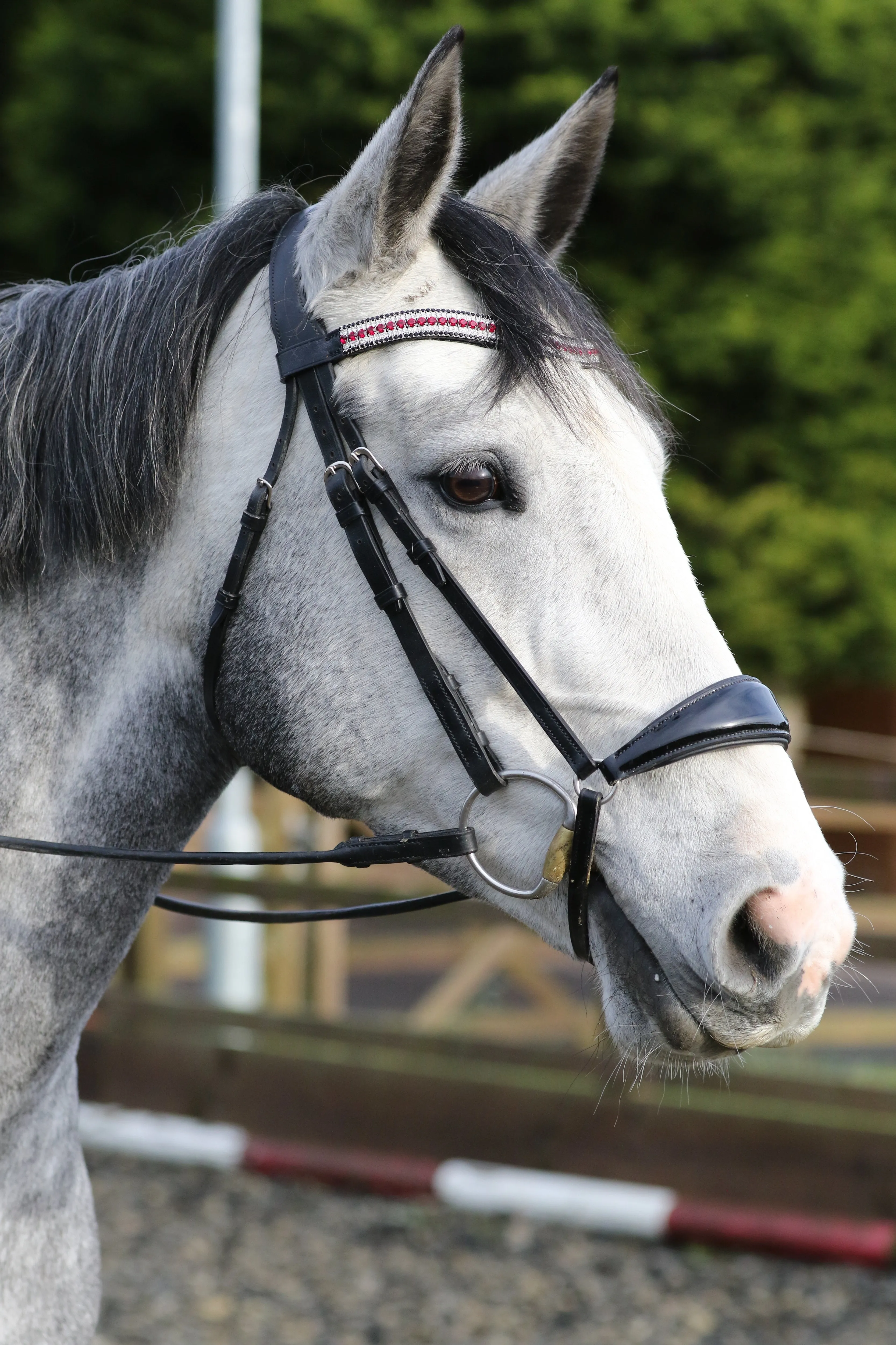 Equiture Ruby, clear and jet megabling curve browband