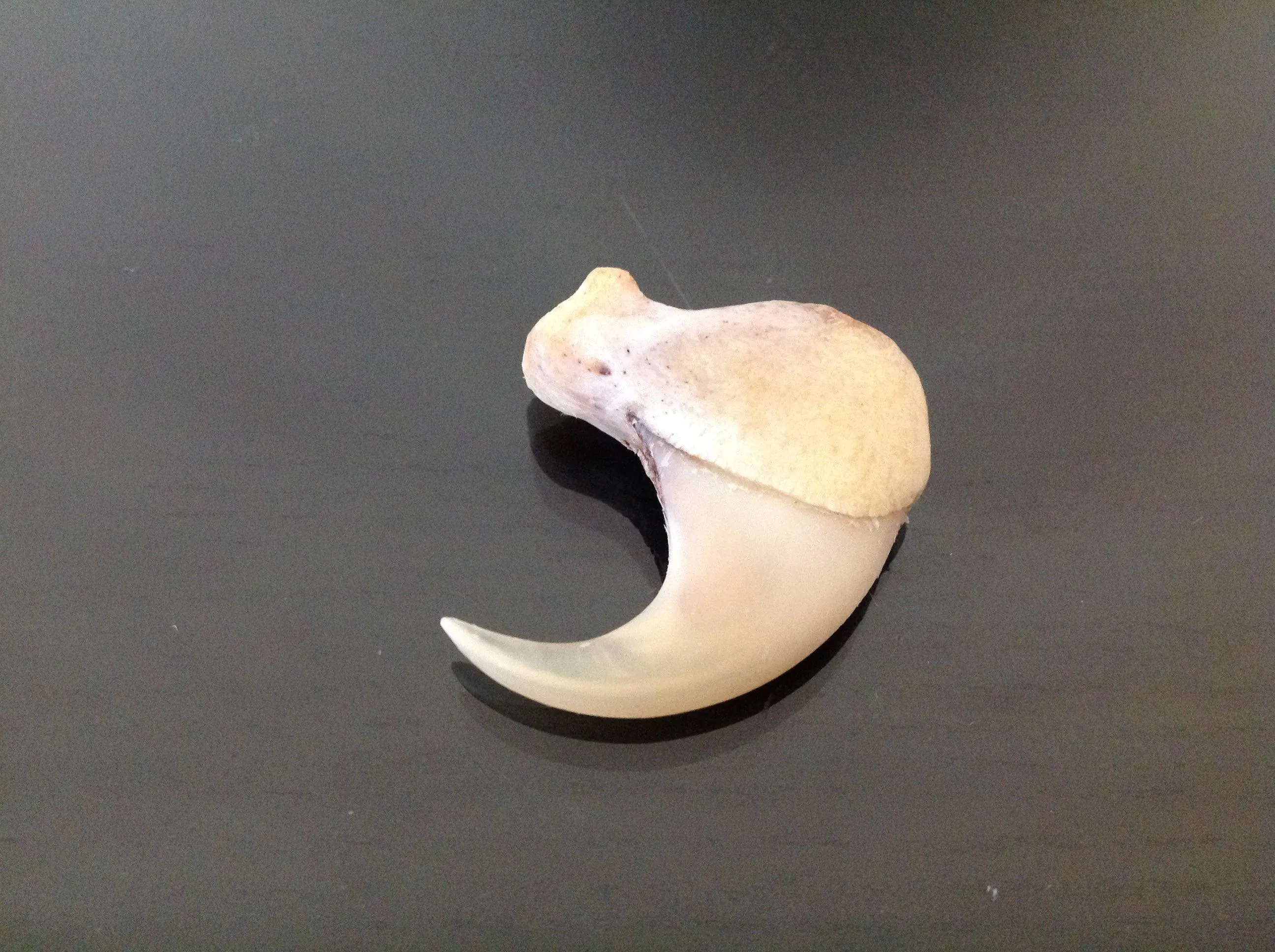 lion claw and lion skin amulet (subscribers only)