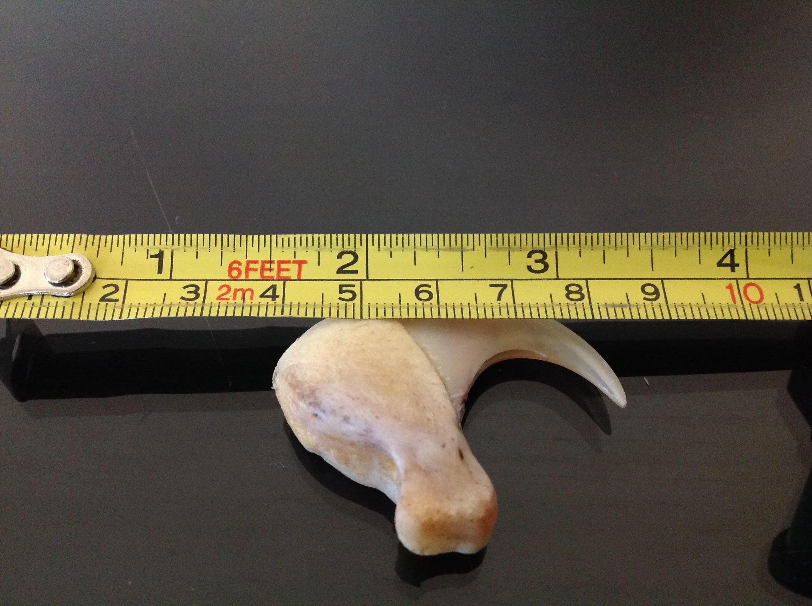 lion claw and lion skin amulet (subscribers only)
