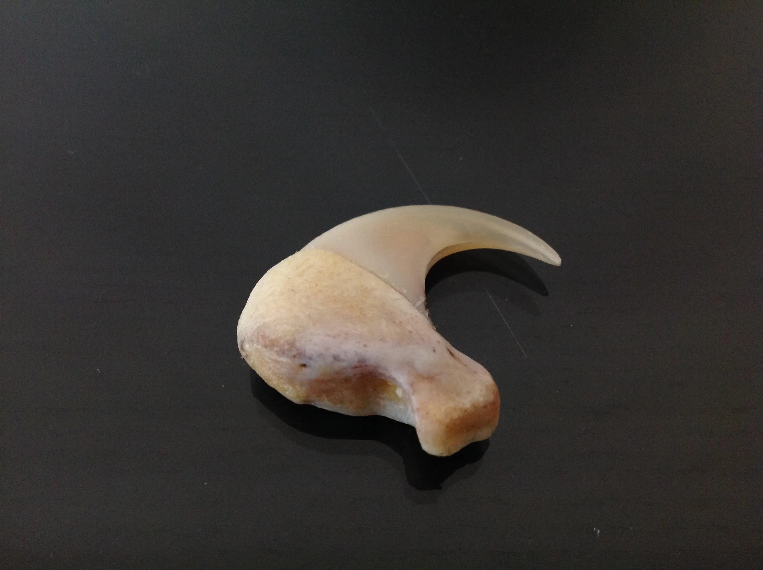lion claw and lion skin amulet (subscribers only)