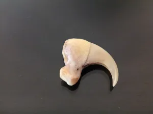 lion claw and lion skin amulet (subscribers only)