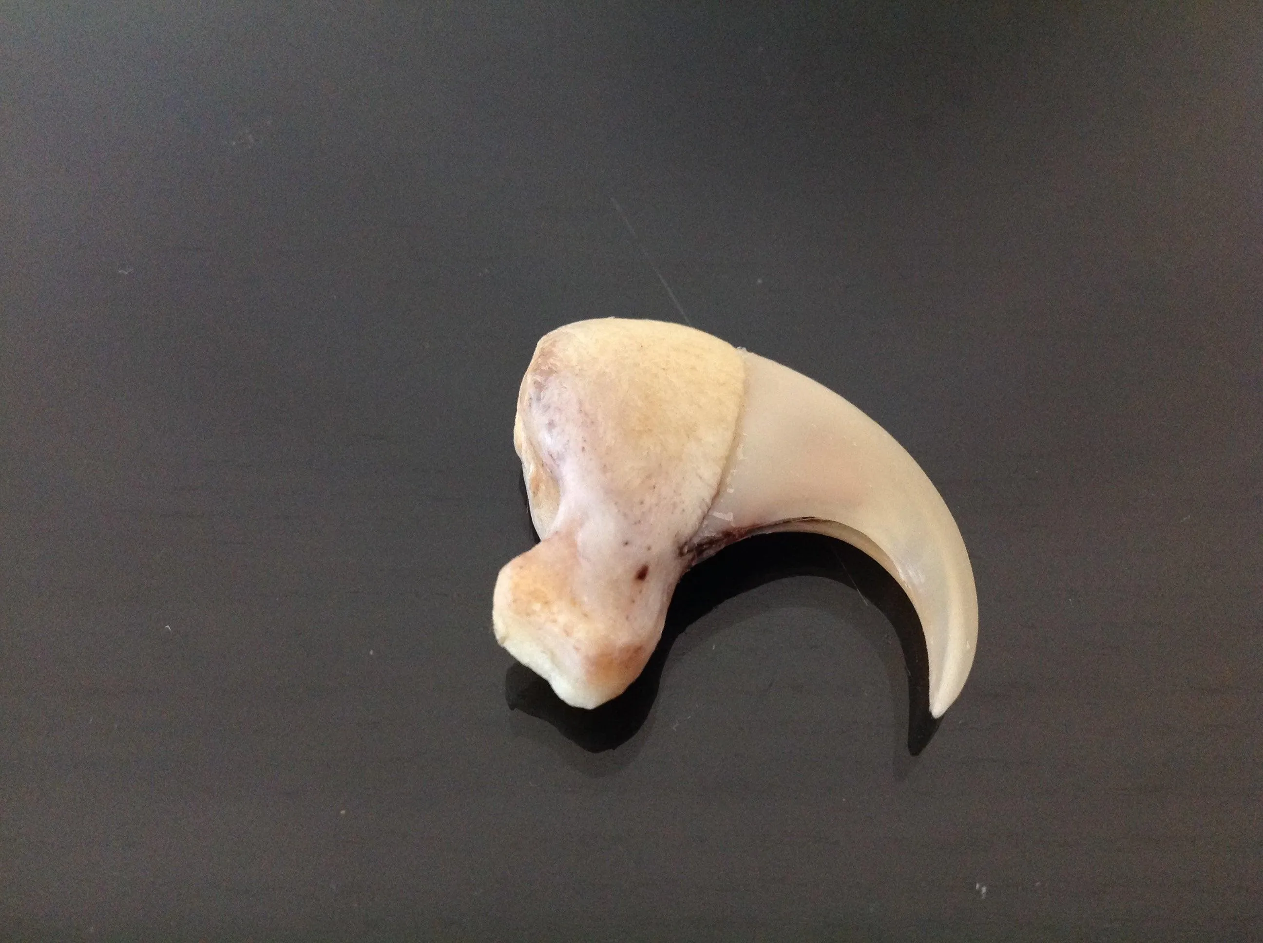 lion claw and lion skin amulet (subscribers only)