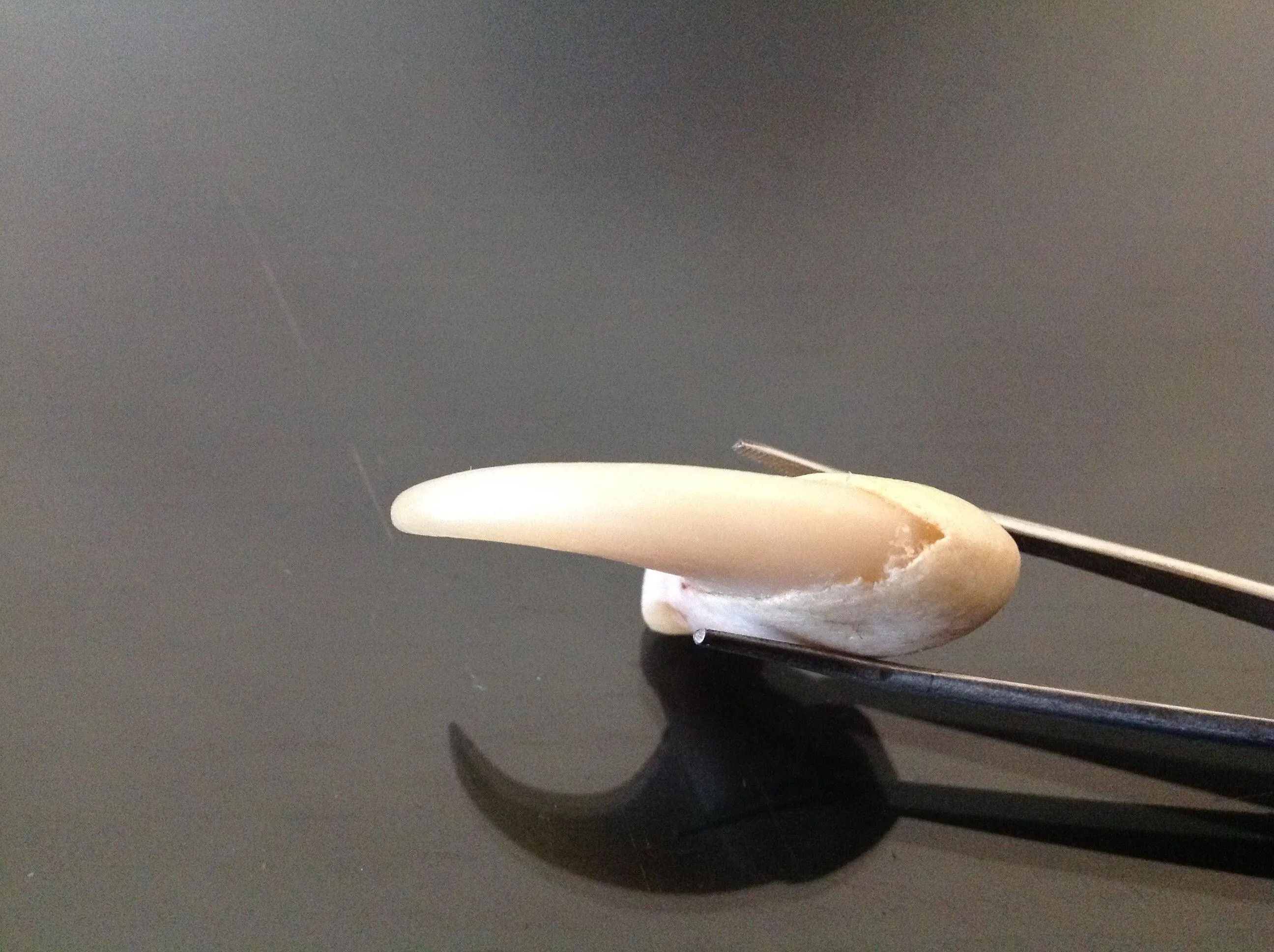 lion claw and lion skin amulet (subscribers only)