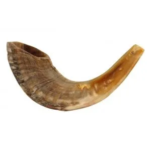 Merino (Rams Horn) Shofar Polished