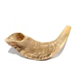 Merino (Rams Horn) Shofar Polished