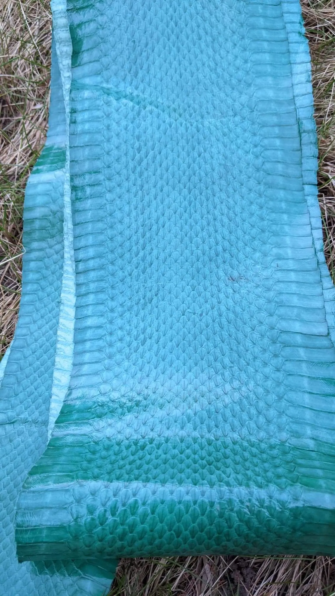 Sea Snake
