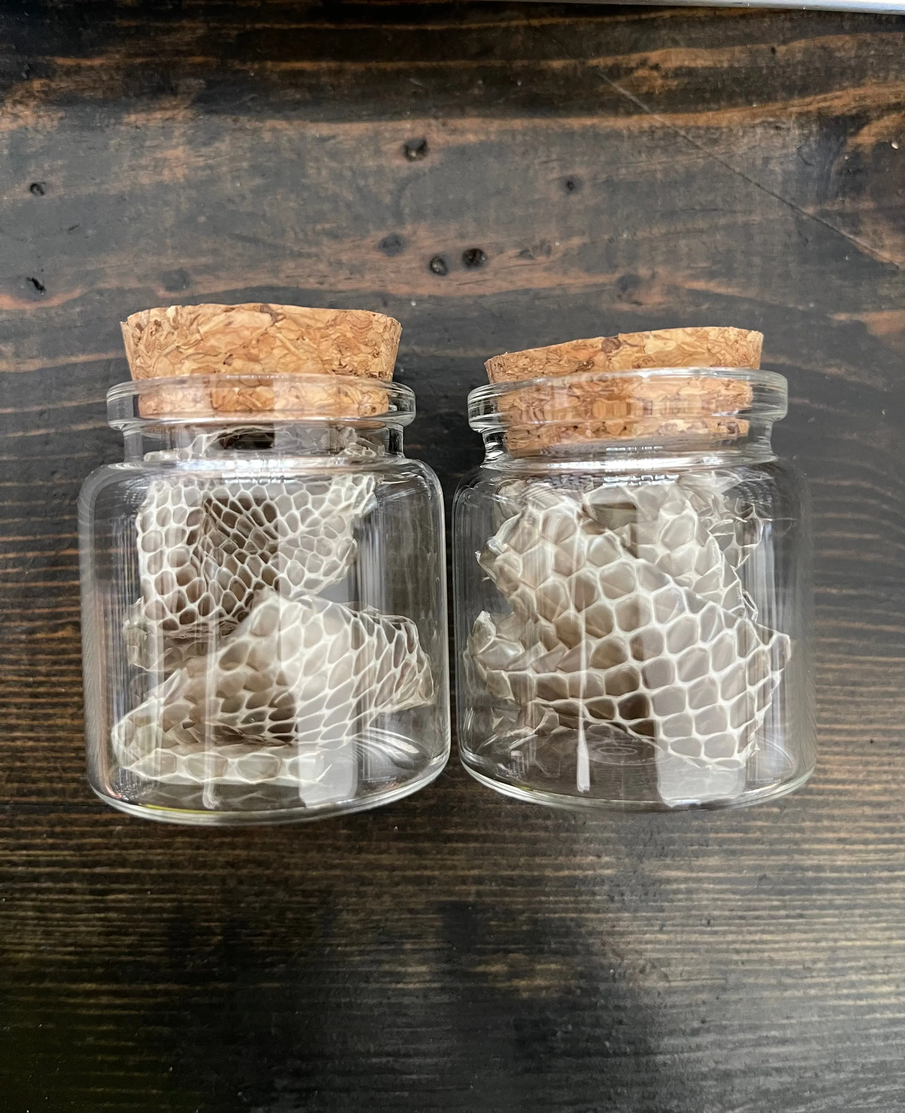 Snake Skin Shed